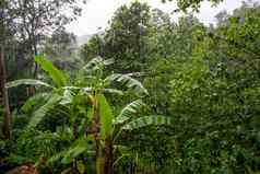自然多雨的森林视图阳台强大的多雨的一天