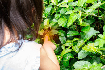 肖像亚洲女孩挑选<strong>茶叶子茶</strong>种植园昆虫咬手