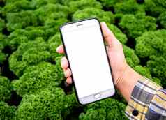 农民拍摄幼苗植物温室移动电话技术农业概念