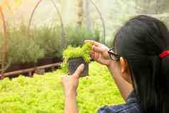 亚洲女人园丁护理植物日益增长的塑料锅温室种植出售