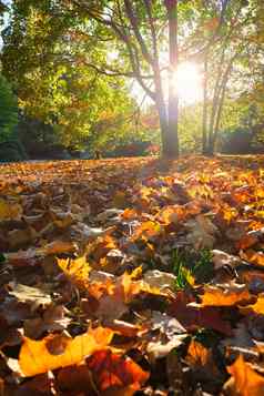 金秋天秋天10月著名的慕尼黑放松的地方englishgarten慕尼黑巴伐利亚德国