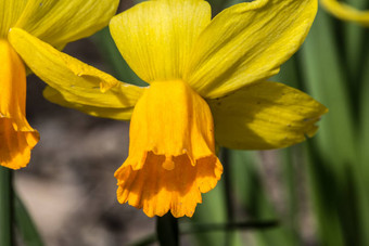 黄色的<strong>水仙花水仙花</strong>春天