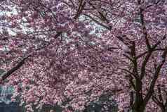 日本樱桃开花粉红色的花春天