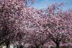 日本樱桃开花粉红色的花春天