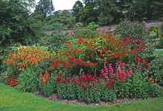 红色的花边境crocosmiapenstemon金鱼草属植物