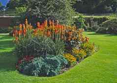 kniphofia大锅夏天花边境国家花园