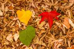 叶子红色的黄色的绿色地毯干叶子