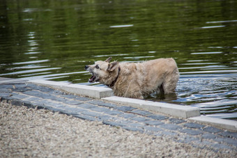 多毛的狗去游泳