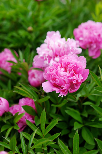 粉红色的牡丹花园