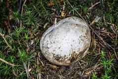 灰色的可食用的蘑菇森林地板上