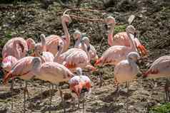 粉红色的火烈鸟集团