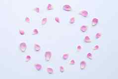 粉红色的玫瑰花瓣孤立的白色