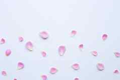 粉红色的玫瑰花瓣孤立的白色背景