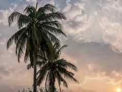 椰子棕榈树离开日落天空背景夏天热带景观背景