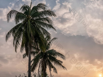 椰子棕榈树离开日落天空背景夏天热带景观背景