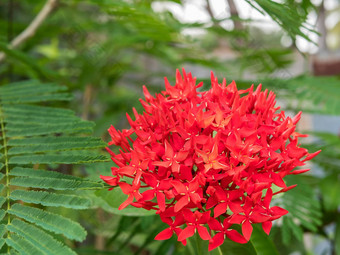 斯<strong>派克</strong>花红色的花斯<strong>派克</strong>绿色叶子斯<strong>派克</strong>花花园自然背景