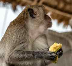 恒河猴子猴子。穆拉塔灵长类动物香蕉