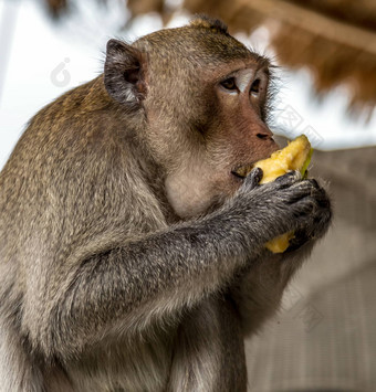 恒河猴子猴子。穆拉塔灵长类动物吃香蕉