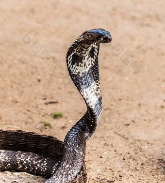 Cobra蛇