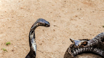 Cobra蛇