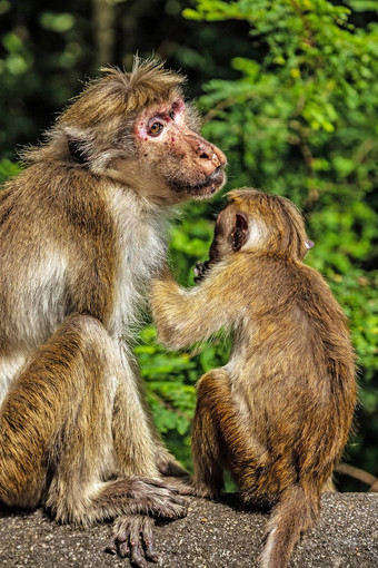 斯里兰卡斯里兰卡呜短尾猿<strong>猴子</strong>。中央研究院