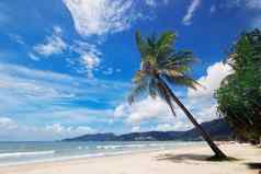 自然视图不错的热带夏天海滩手掌芭东海滩普吉岛岛泰国假期假期夏天季节概念美丽的热带海滩海滩蓝色的天空背景