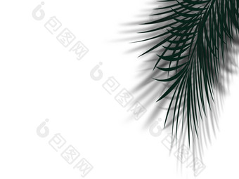 棕榈树叶影子反映清洁白色墙复制空间摘要简单的棕榈树叶黑色的白色颜色热带背景概念