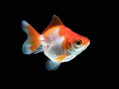 单金鱼白色橙色颜色孤立的黑色的背景