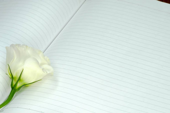 白色玫瑰开放笔记本
