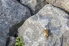 石头墙背景小猫