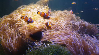 尼莫小丑鱼游泳海海葵色彩斑斓的健康的珊瑚礁anemonefish尼莫集团游泳水下