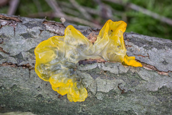 黄色的蘑菇死木