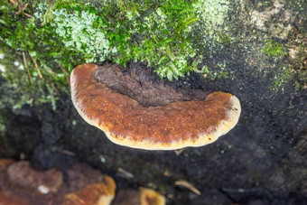 树真菌死木树干