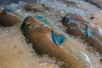 新鲜的生海鱼海鲜鱼市场