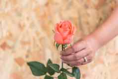 粉红色的玫瑰花人类手情人节一天