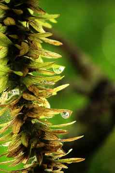 水滴叶子多雨的季节