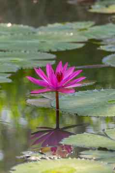 莲花花莲花莲属