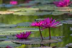 莲花花莲花莲属