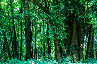 森林多雨的季节自然背景