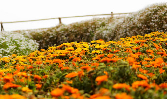 美丽的橙色花花园自然背景<strong>选择焦点</strong>