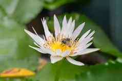 莲花花白色颜色蜜蜂