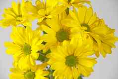 美丽的新鲜的黄色的菊花特写镜头拍摄黄色的雏菊花