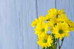 美丽的新鲜的黄色的菊花蓝色的木背景特写镜头拍摄黄色的雏菊花