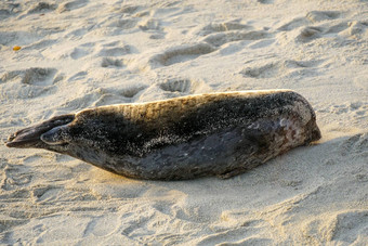 海狮子海豹打盹湾太阳小艇三迭戈加州