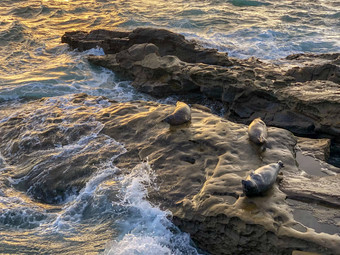 海<strong>狮子</strong>海豹打盹岩石太阳小艇三迭戈加州