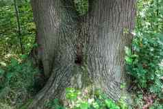 树树干欧洲森林景观环境