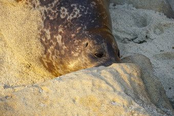 海狮子海豹打盹湾太阳小艇三迭戈加州