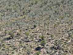 空中视图约书亚树国家公园美国沙漠国家公园东南部加州