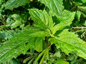 薄荷糖被称为集群bushmint麝香的bushmint麝香的薄荷自然背景