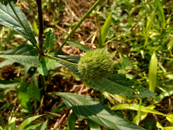 薄荷糖被称为集群bushmint麝香的bushmint麝香的薄荷自然背景